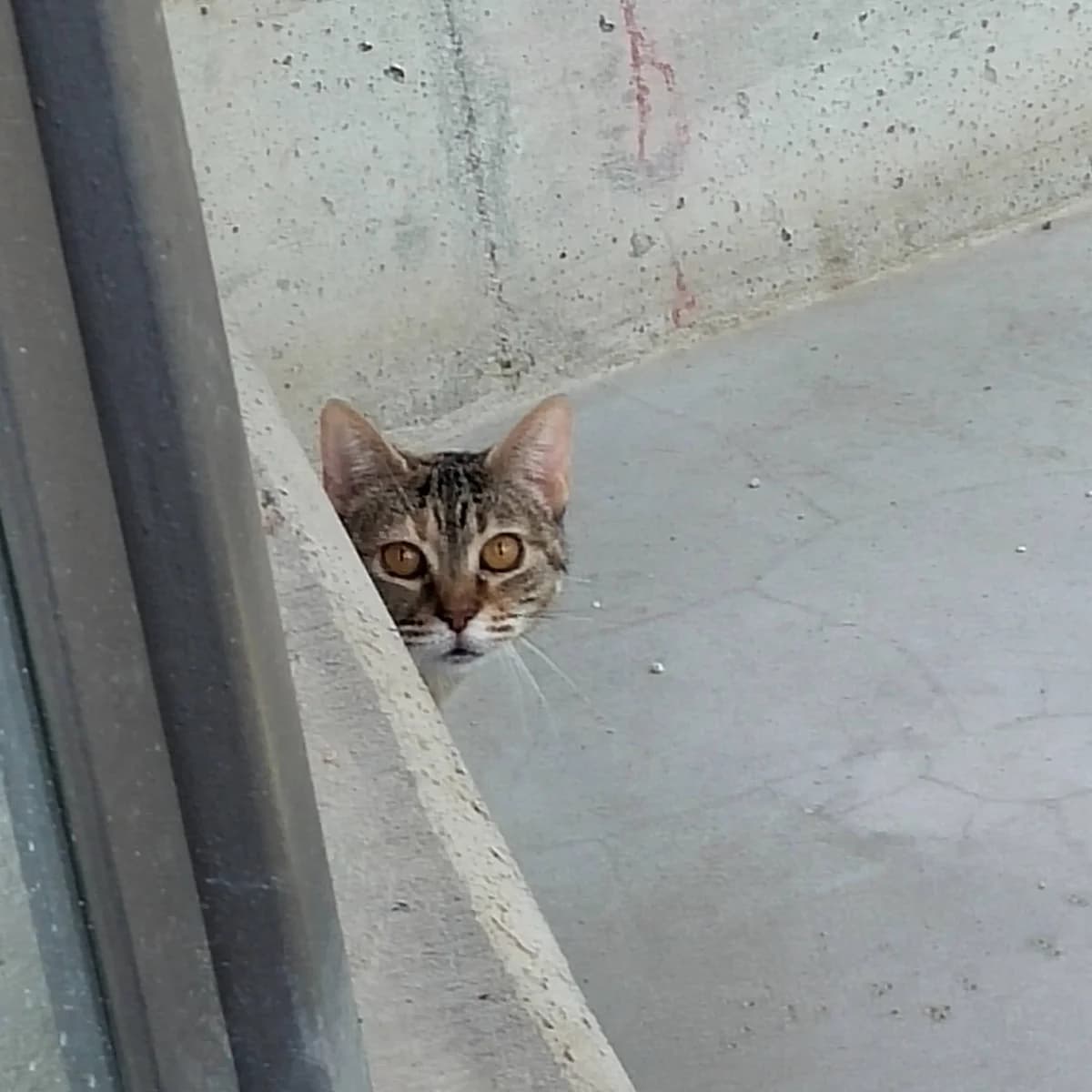 Cersei,  European Shorthair for adoption at Centro de Proteccion Animal de Madrid photo 2