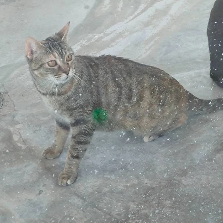 Cersei,  European Shorthair for adoption at Centro de Proteccion Animal de Madrid photo 3