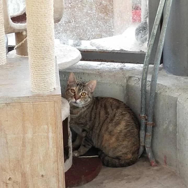 Cersei,  European Shorthair for adoption at Centro de Proteccion Animal de Madrid photo 4