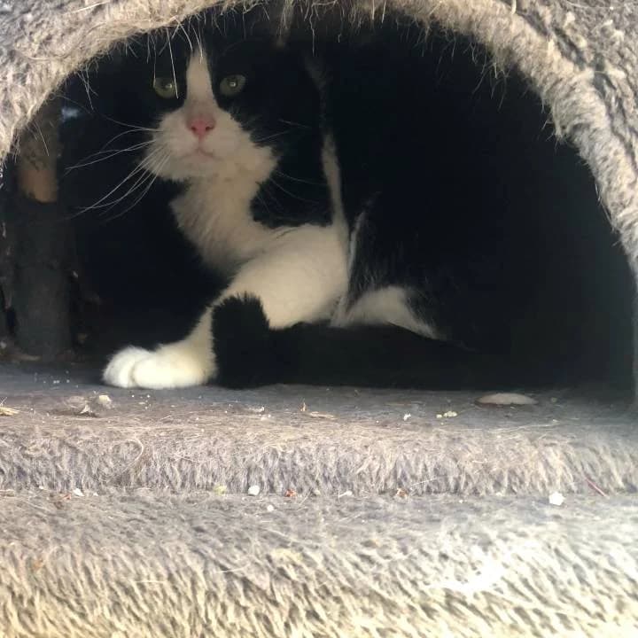 Rodrygo, male European Shorthair for adoption at Centro de Proteccion Animal de Madrid, Madrid