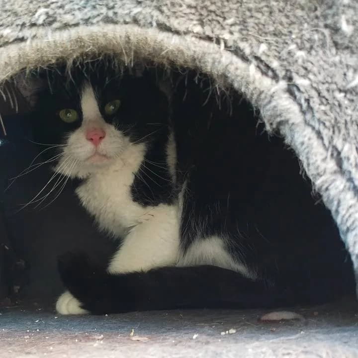 Rodrygo, male European Shorthair for adoption at Centro de Proteccion Animal de Madrid photo 2