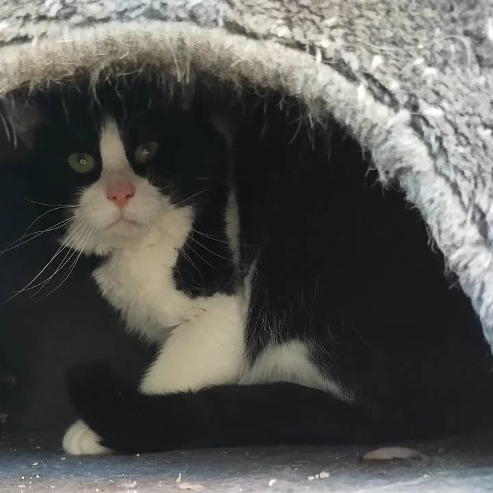 Rodrygo, male European Shorthair for adoption at Centro de Proteccion Animal de Madrid photo 3