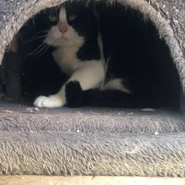 Rodrygo, male European Shorthair for adoption at Centro de Proteccion Animal de Madrid photo 4