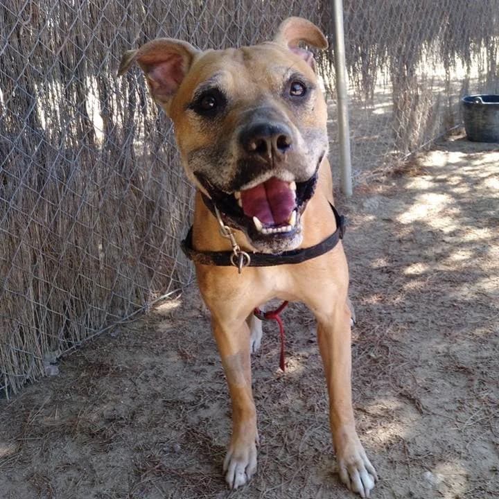 Phoenix,  Mixed Breed for adoption at Centro de Proteccion Animal de Madrid, Madrid