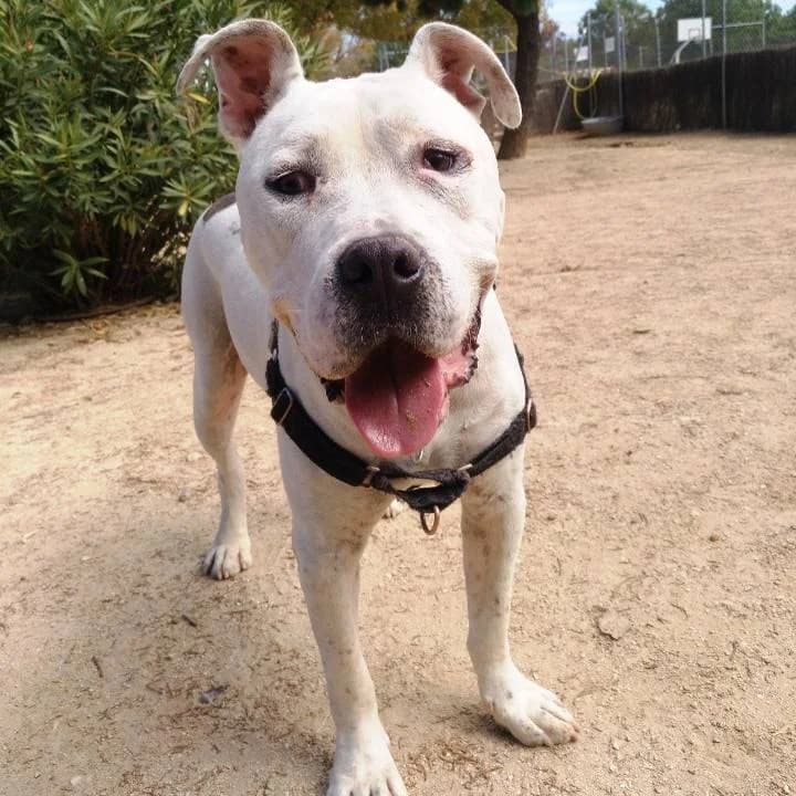 Diego,  Pit Bull Terrier for adoption at Centro de Proteccion Animal de Madrid, Madrid