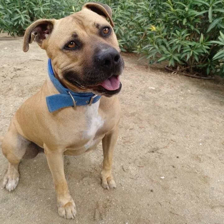 Malcolm,  American Staffordshire Terrier for adoption at Centro de Proteccion Animal de Madrid, Madrid