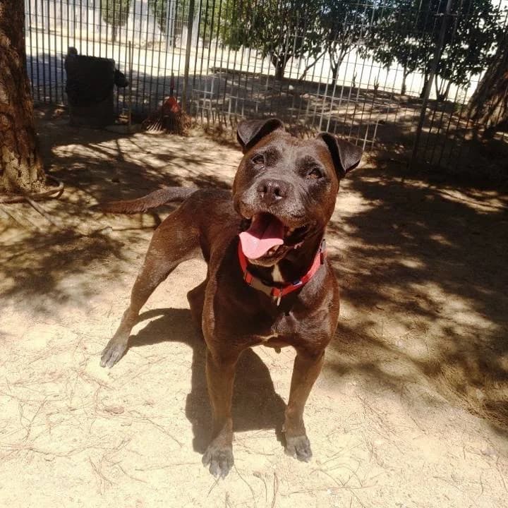 Gina,  American Staffordshire Terrier for adoption at Centro de Proteccion Animal de Madrid, Madrid