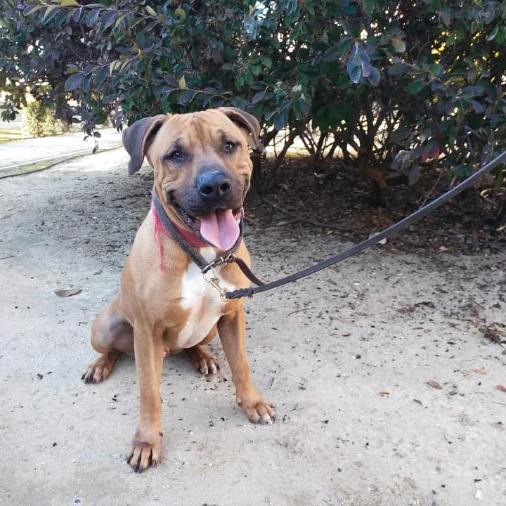 Roscón,  Mixed Breed for adoption at Centro de Proteccion Animal de Madrid, Madrid