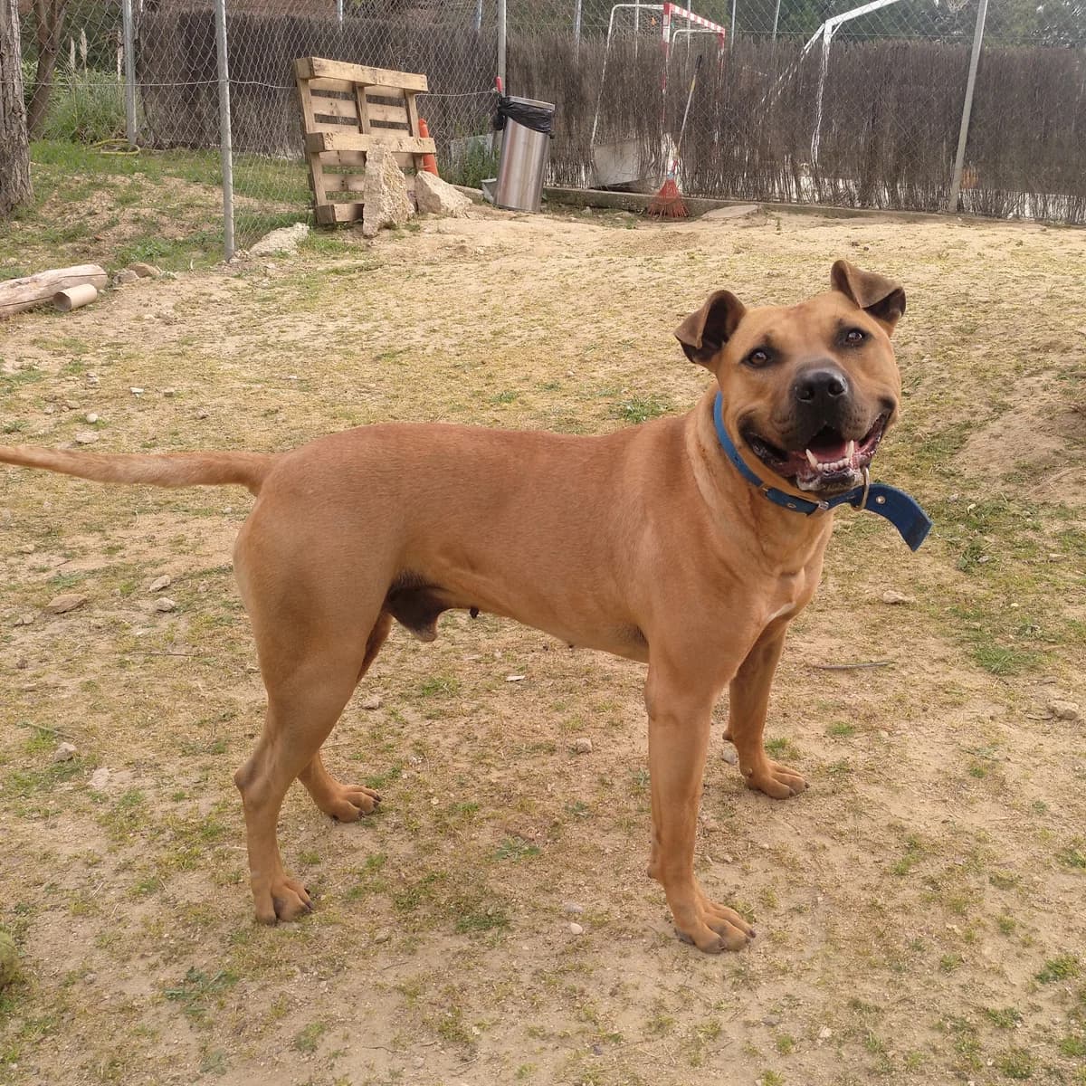 River,  Pit Bull Terrier for adoption at Centro de Proteccion Animal de Madrid, Madrid