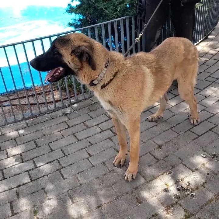 Benji, puppy mixed breed for adoption at Centro de Proteccion Animal de Madrid, Madrid