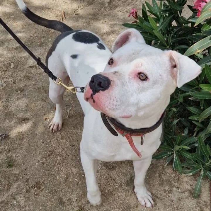 Kevin,  American Staffordshire Terrier for adoption at Centro de Proteccion Animal de Madrid, Madrid