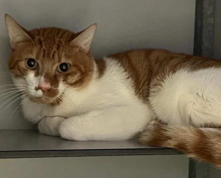 Fanta,  European Shorthair for adoption