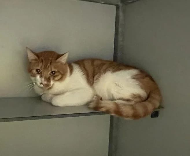 Fanta,  European Shorthair for adoption at Centro de Proteccion Animal de Madrid photo 2