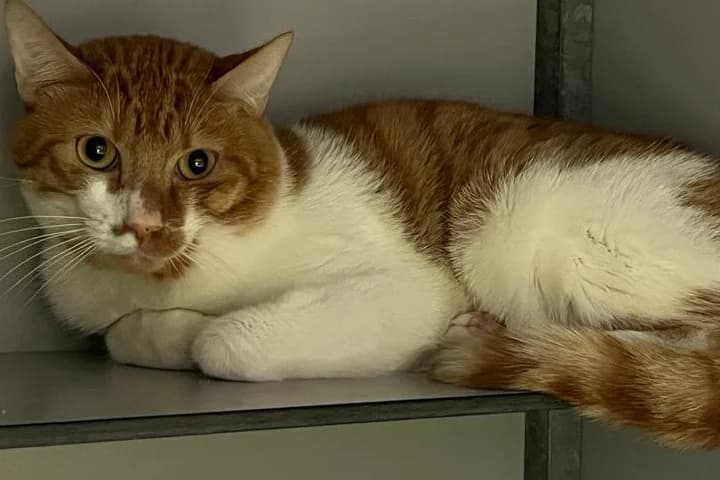 Fanta,  European Shorthair for adoption at Centro de Proteccion Animal de Madrid photo 3