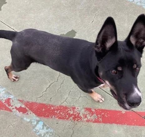 Zoo,  Mixed Breed for adoption at Centro de Proteccion Animal de Madrid, Madrid