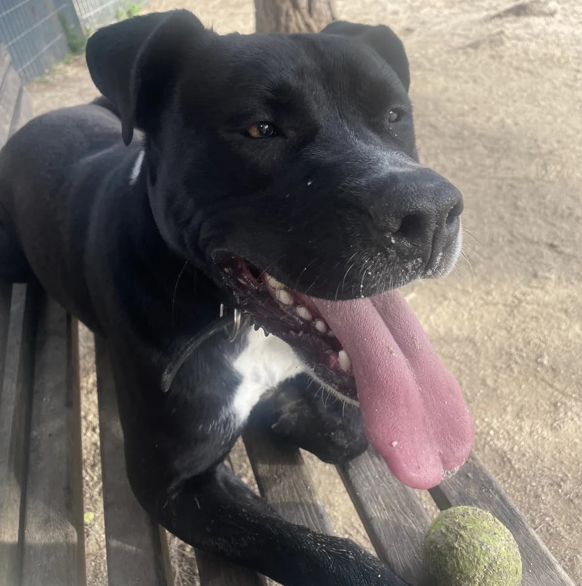 Regaliz,  Mixed Breed for adoption at Centro de Proteccion Animal de Madrid, Madrid