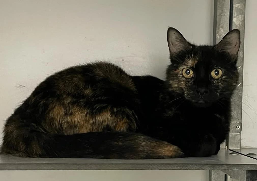 Zafiro,  European Shorthair for adoption