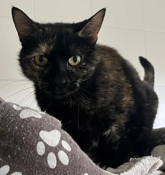 Zafiro,  European Shorthair for adoption at Centro de Proteccion Animal de Madrid photo 2