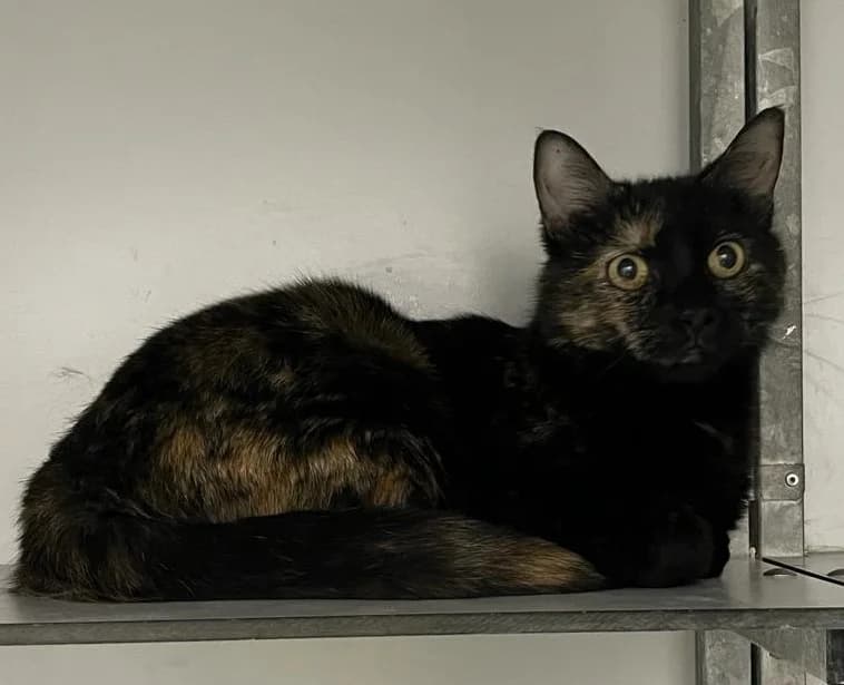 Zafiro,  European Shorthair for adoption at Centro de Proteccion Animal de Madrid photo 3