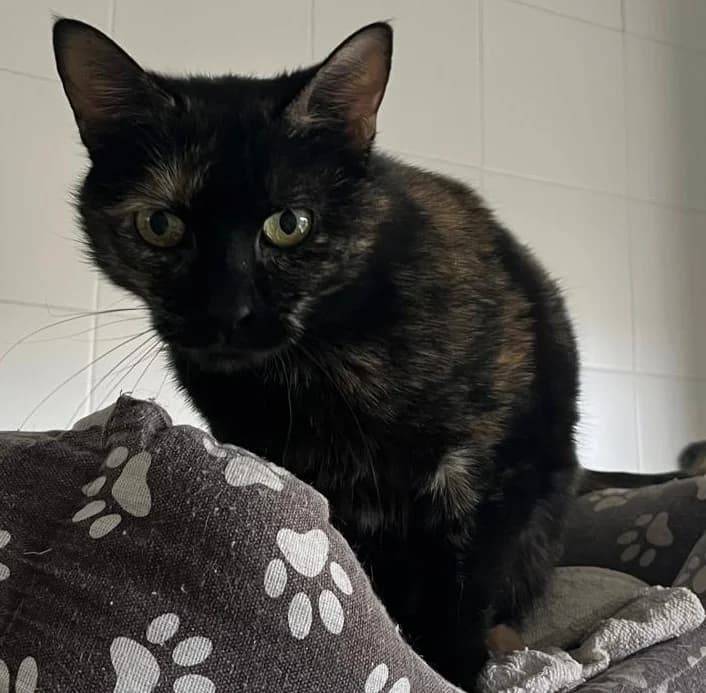 Zafiro,  European Shorthair for adoption at Centro de Proteccion Animal de Madrid photo 4