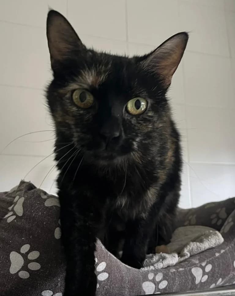 Zafiro,  European Shorthair for adoption at Centro de Proteccion Animal de Madrid photo 5
