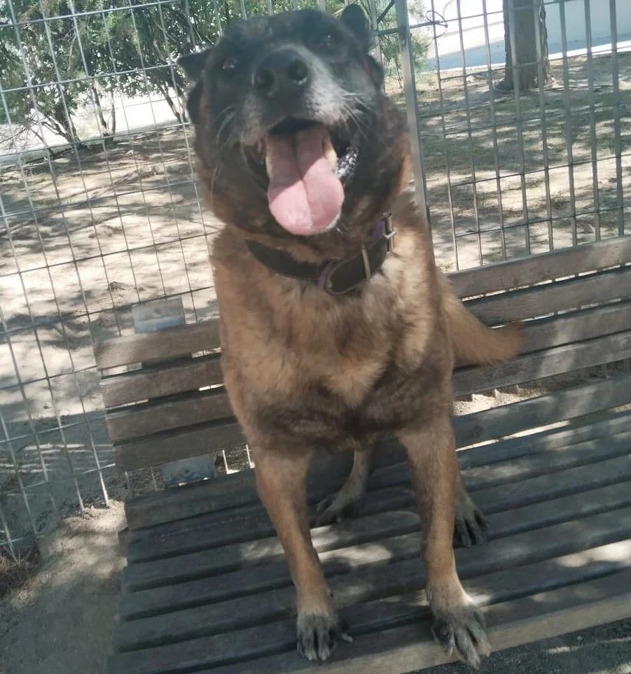 Fox,  Mixed Breed for adoption at Centro de Proteccion Animal de Madrid, Madrid
