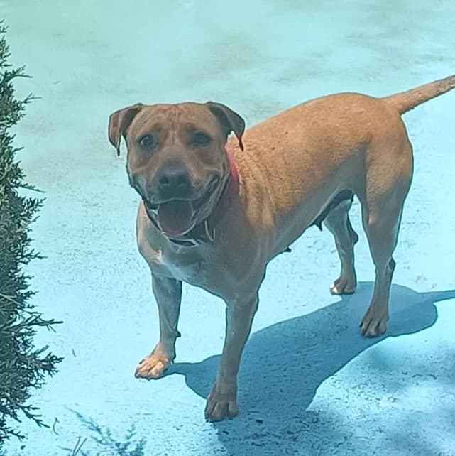 Nina,  American Staffordshire Terrier for adoption at Centro de Proteccion Animal de Madrid, Madrid