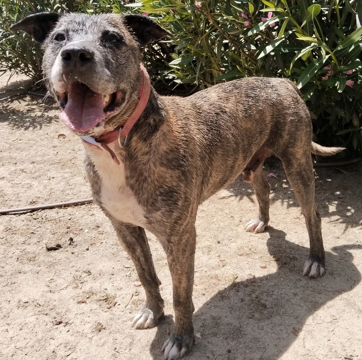 Harry,  Mixed Breed for adoption at Centro de Proteccion Animal de Madrid, Madrid