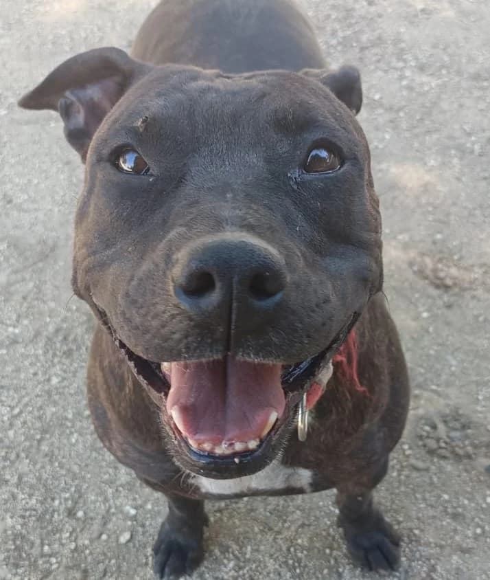 Trufa,  Pit Bull Terrier for adoption at Centro de Proteccion Animal de Madrid, Madrid