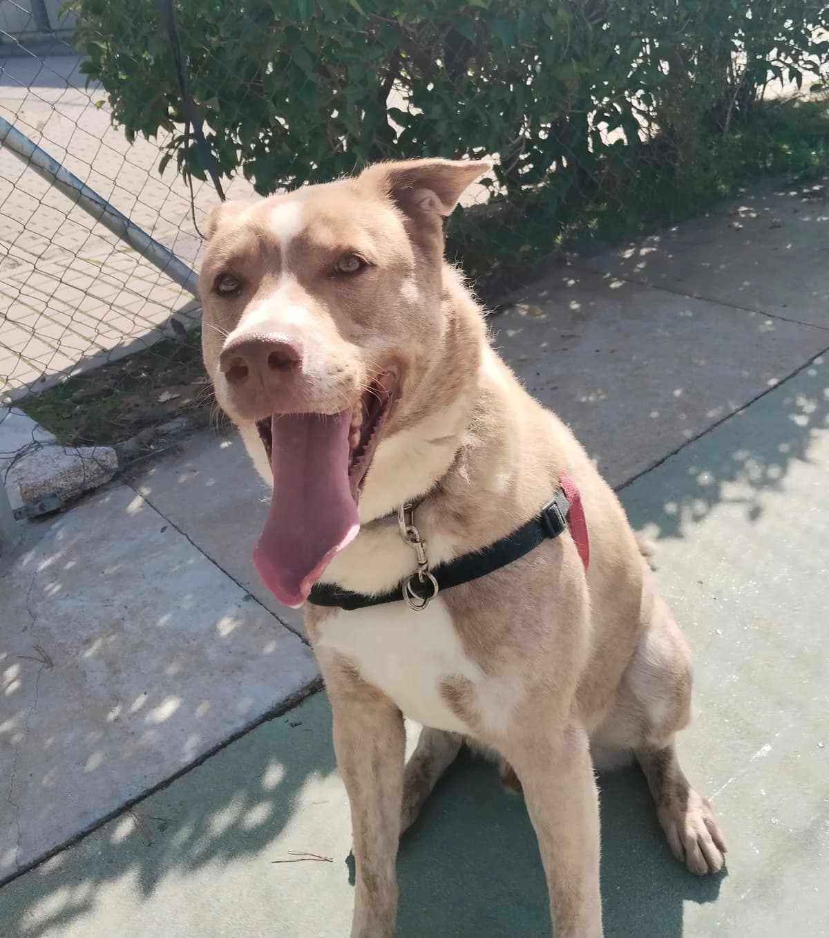 Heskal,  mixed breed for adoption at Centro de Proteccion Animal de Madrid, Madrid