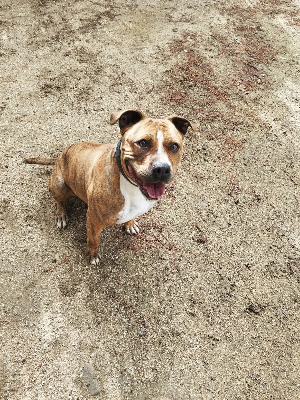 Mofli,  American Staffordshire Terrier for adoption at Centro de Proteccion Animal de Madrid, Madrid