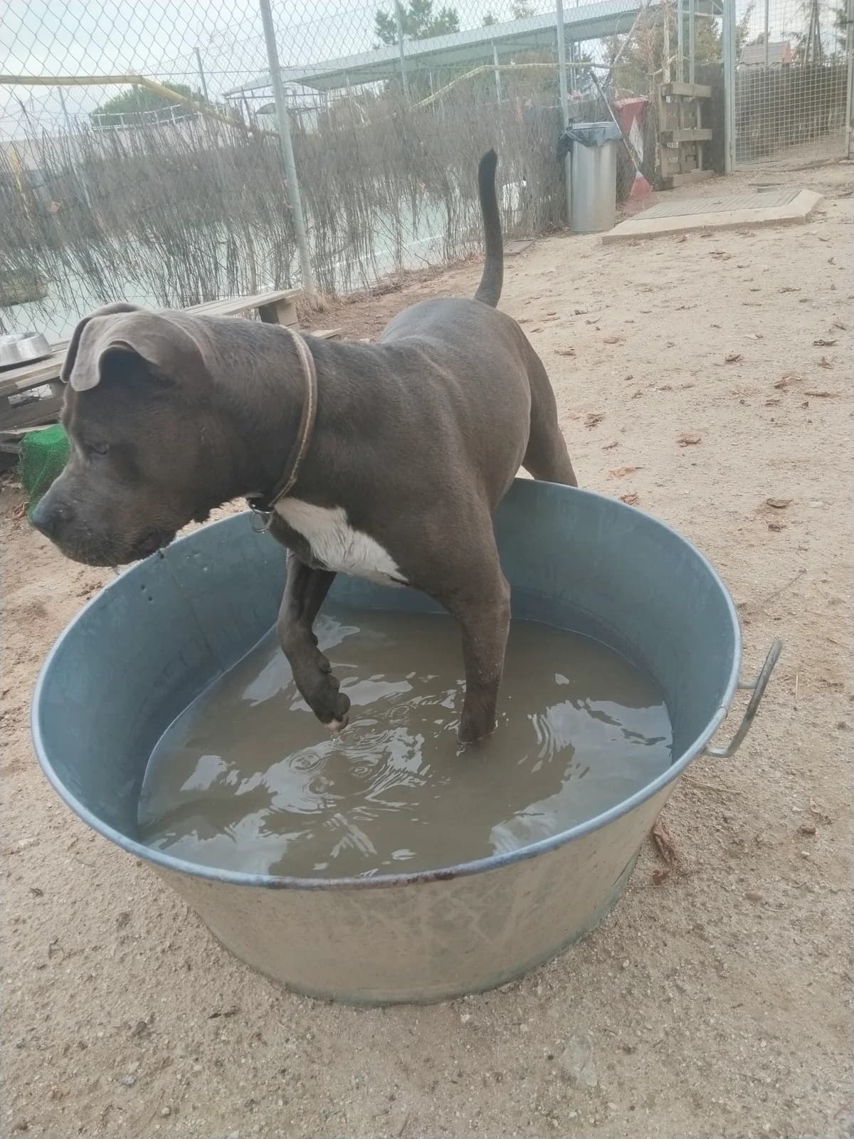 Bruma,  Pit Bull Terrier for adoption at Centro de Proteccion Animal de Madrid, Madrid