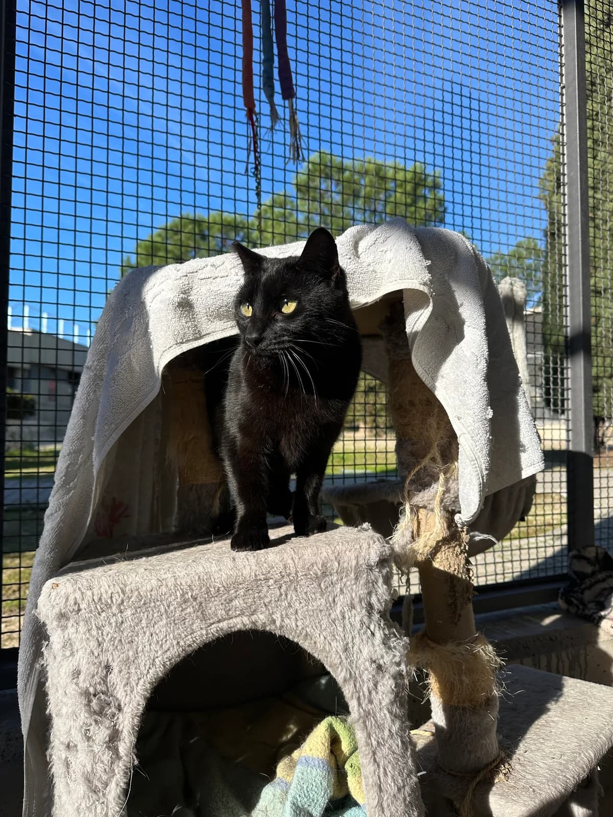 Isidro, male European Shorthair for adoption