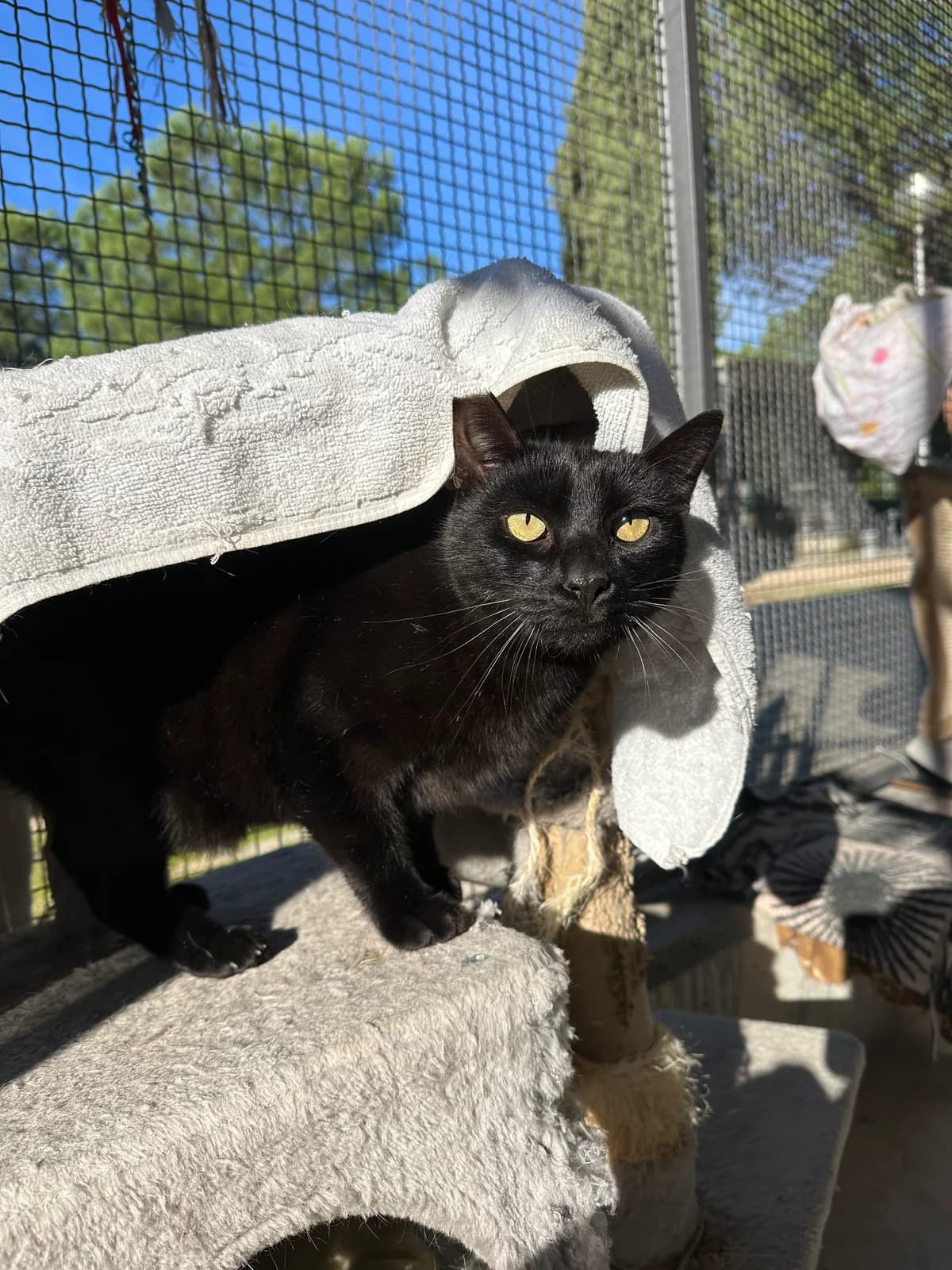 Isidro, male European Shorthair for adoption at Centro de Proteccion Animal de Madrid photo 2