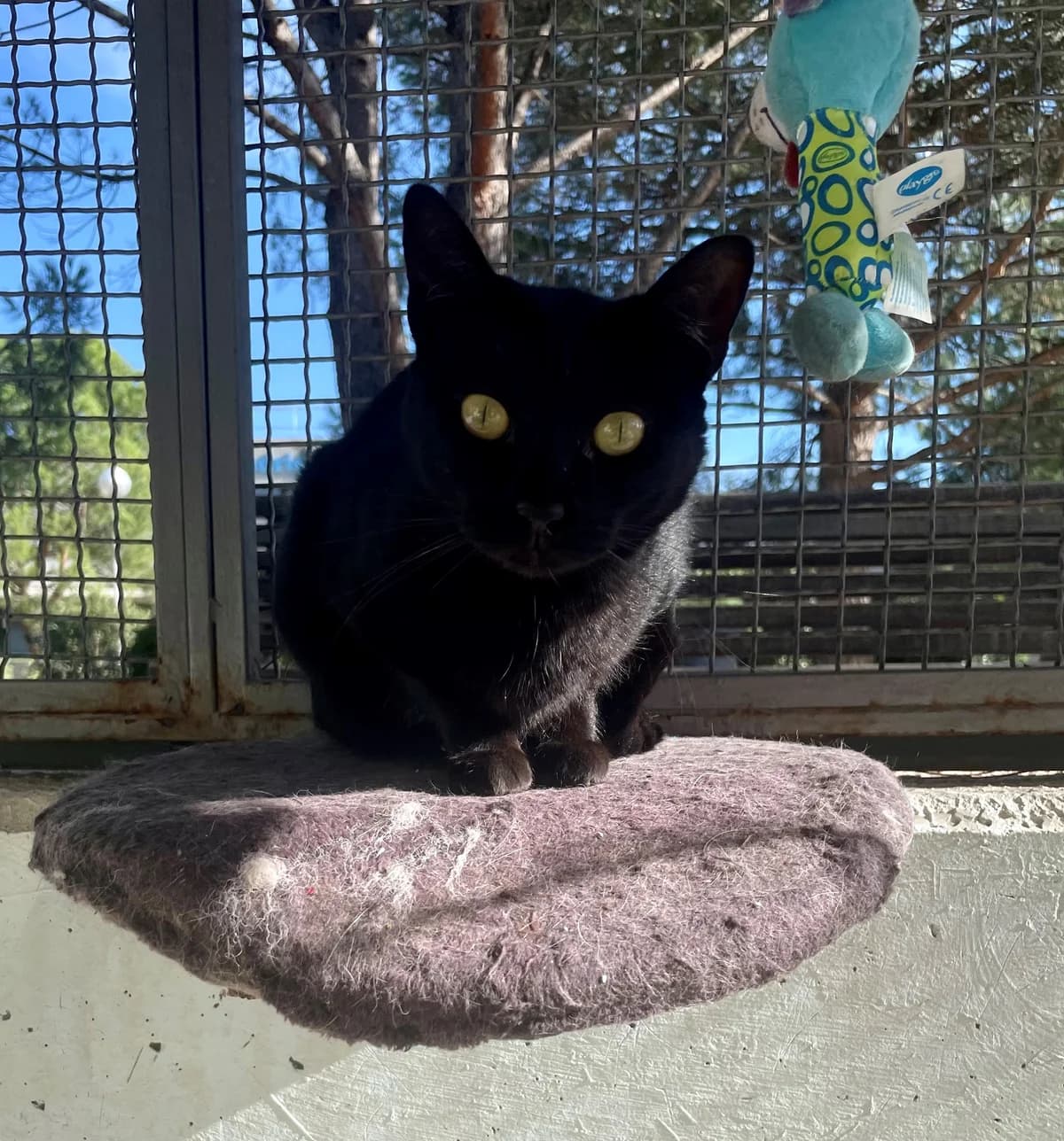 Oscar, male European Shorthair for adoption