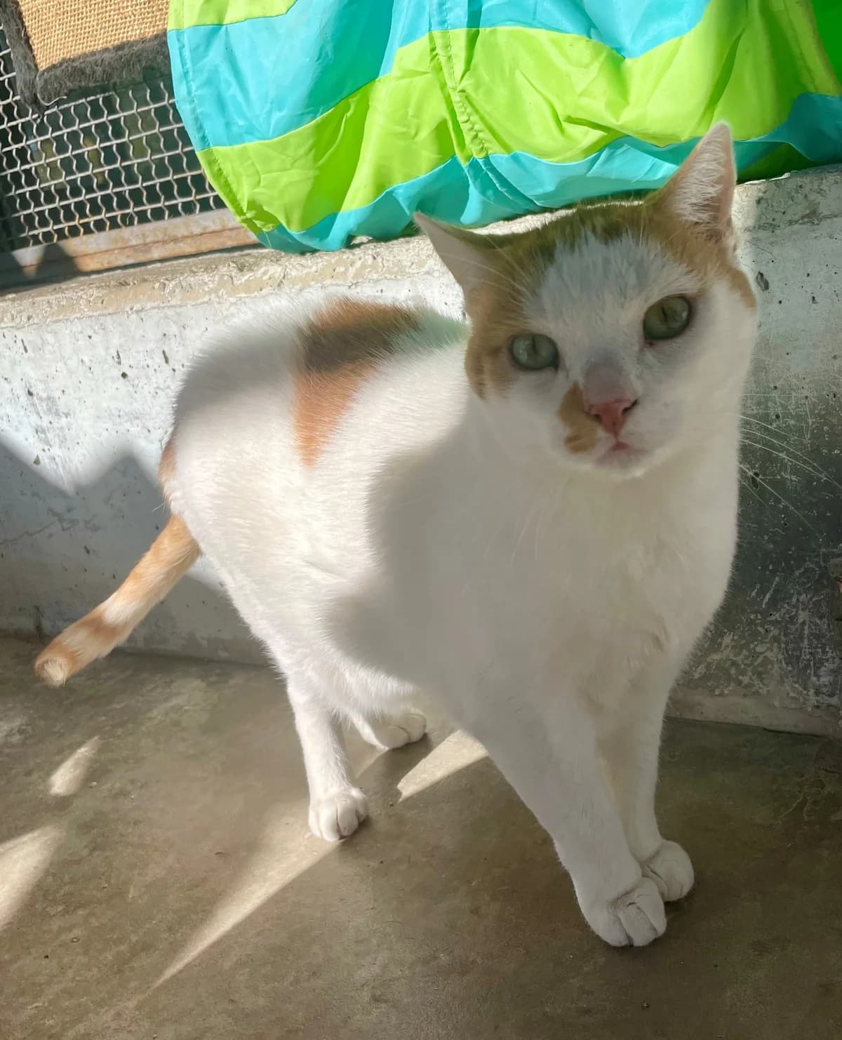 Patricio, male European Shorthair for adoption