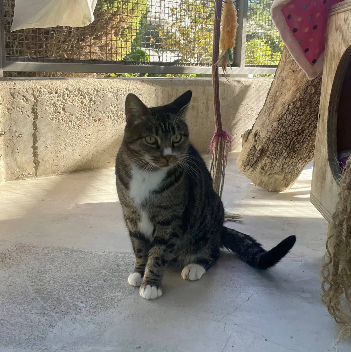 Brenda, female European Shorthair for adoption