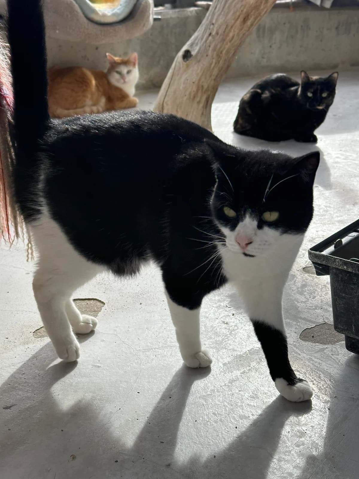 Roni, female European Shorthair for adoption