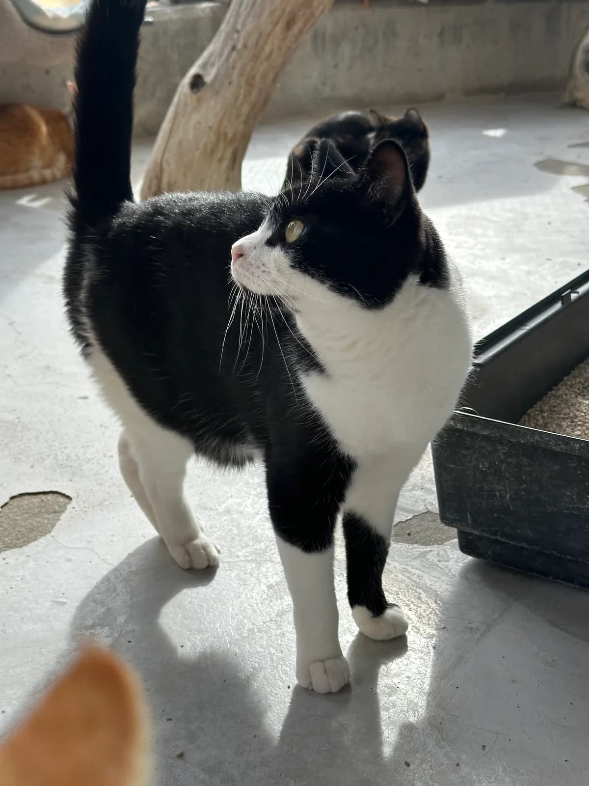 Roni, female European Shorthair for adoption at Centro de Proteccion Animal de Madrid photo 2