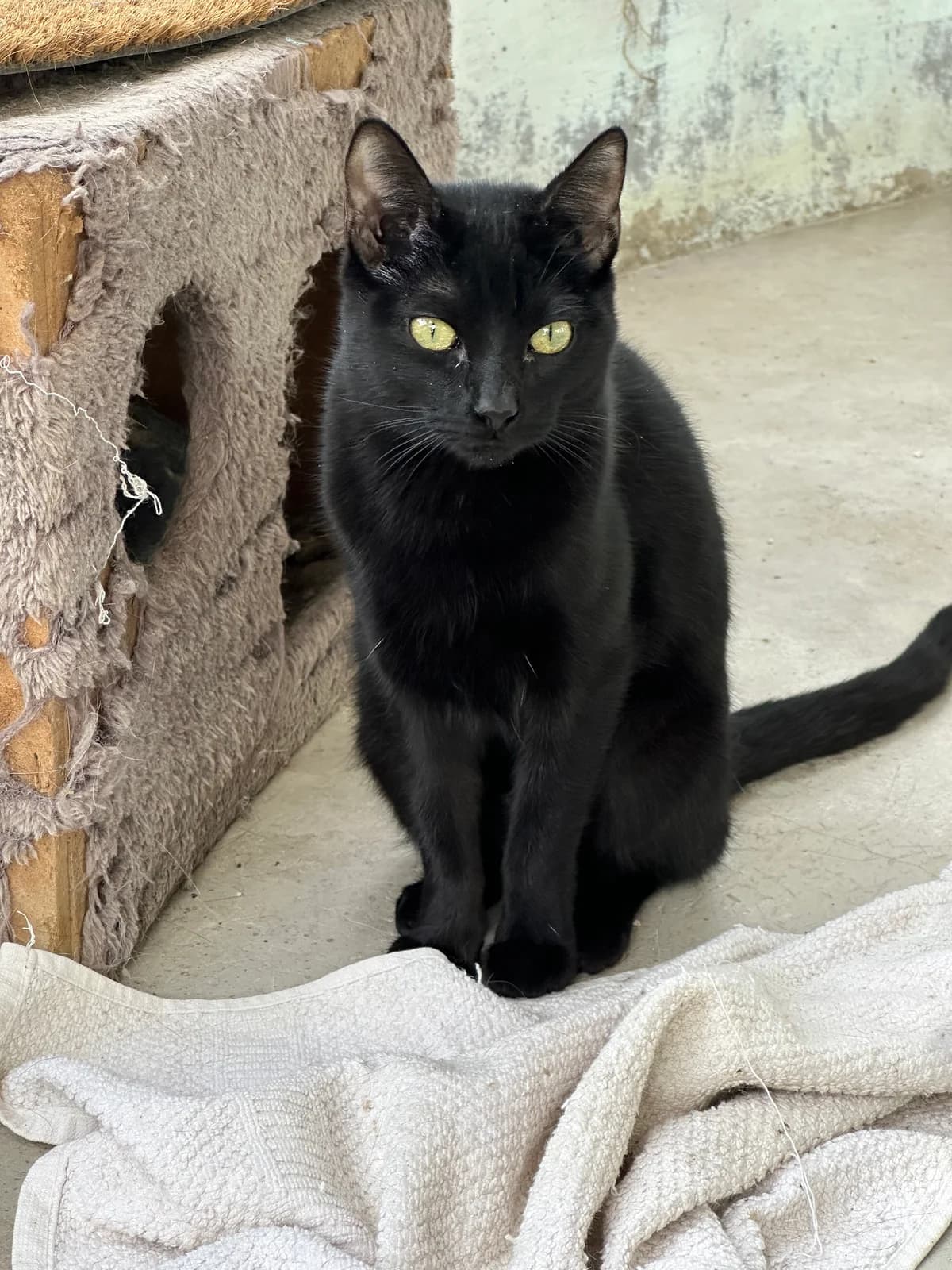 Tito, female European Shorthair for adoption