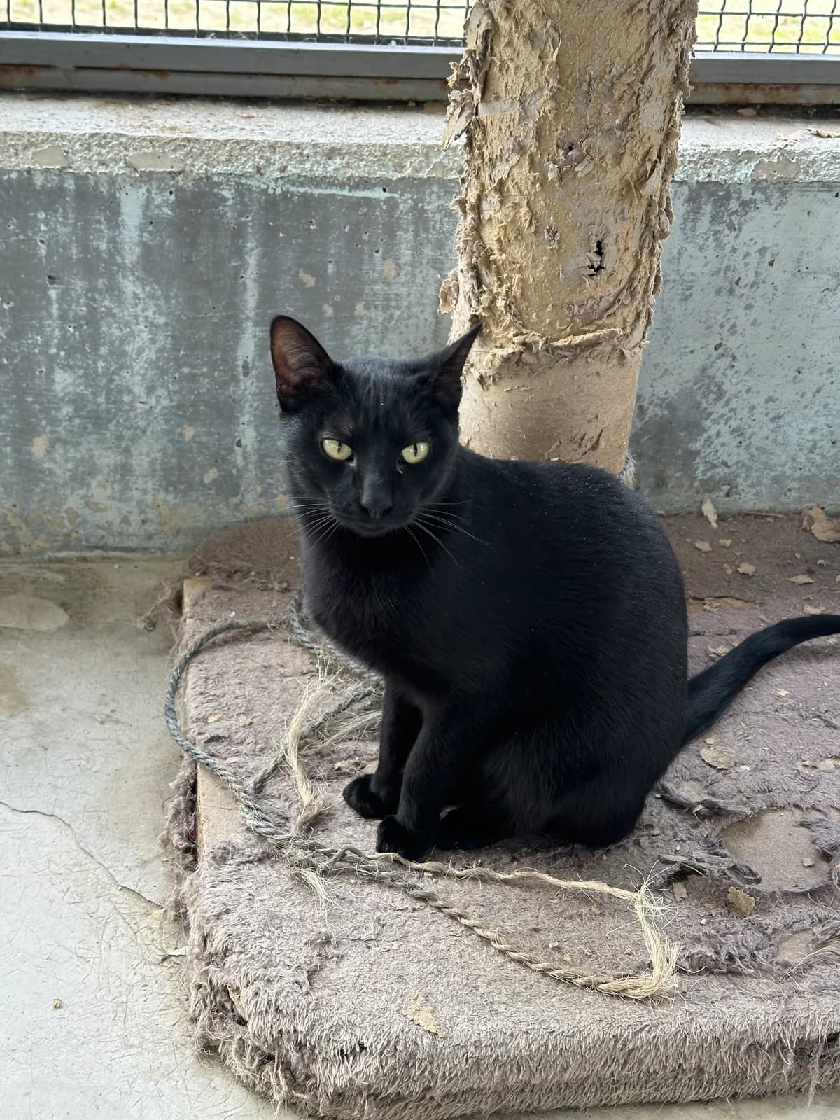 Tito, female European Shorthair for adoption at Centro de Proteccion Animal de Madrid photo 2