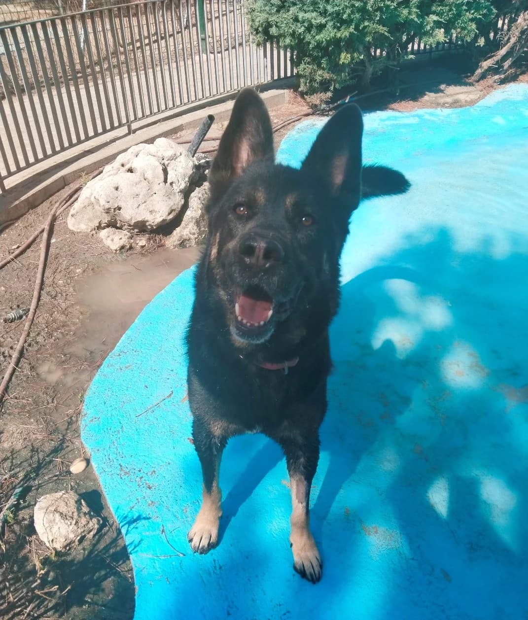 Thor,  Mixed Breed for adoption at Centro de Proteccion Animal de Madrid, Madrid