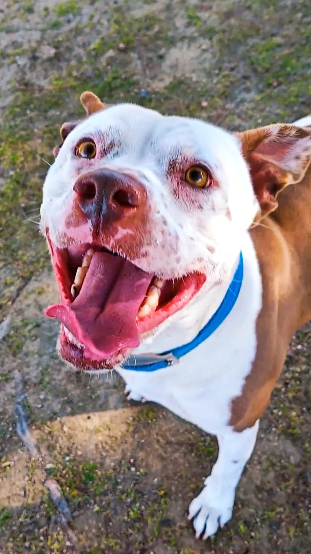 Agatha, female Pit Bull Terrier for adoption at Centro de Proteccion Animal de Madrid, Madrid
