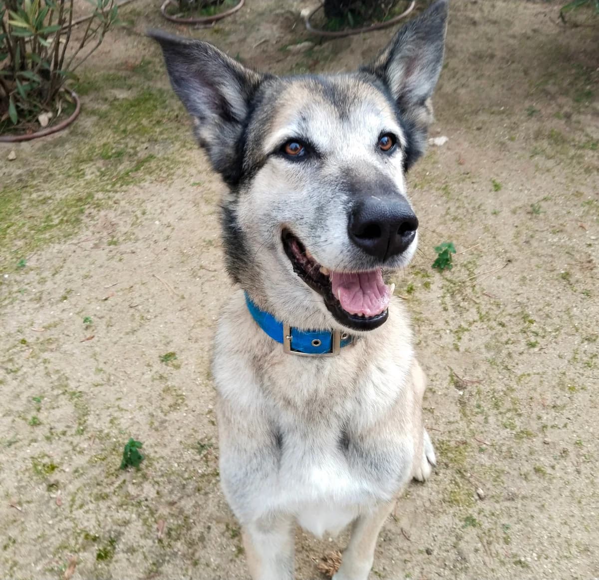 Hachiko,  Mixed Breed for adoption at Centro de Proteccion Animal de Madrid, Madrid