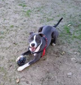 Thor,  American Staffordshire Terrier for adoption at Centro de Proteccion Animal de Madrid, Madrid