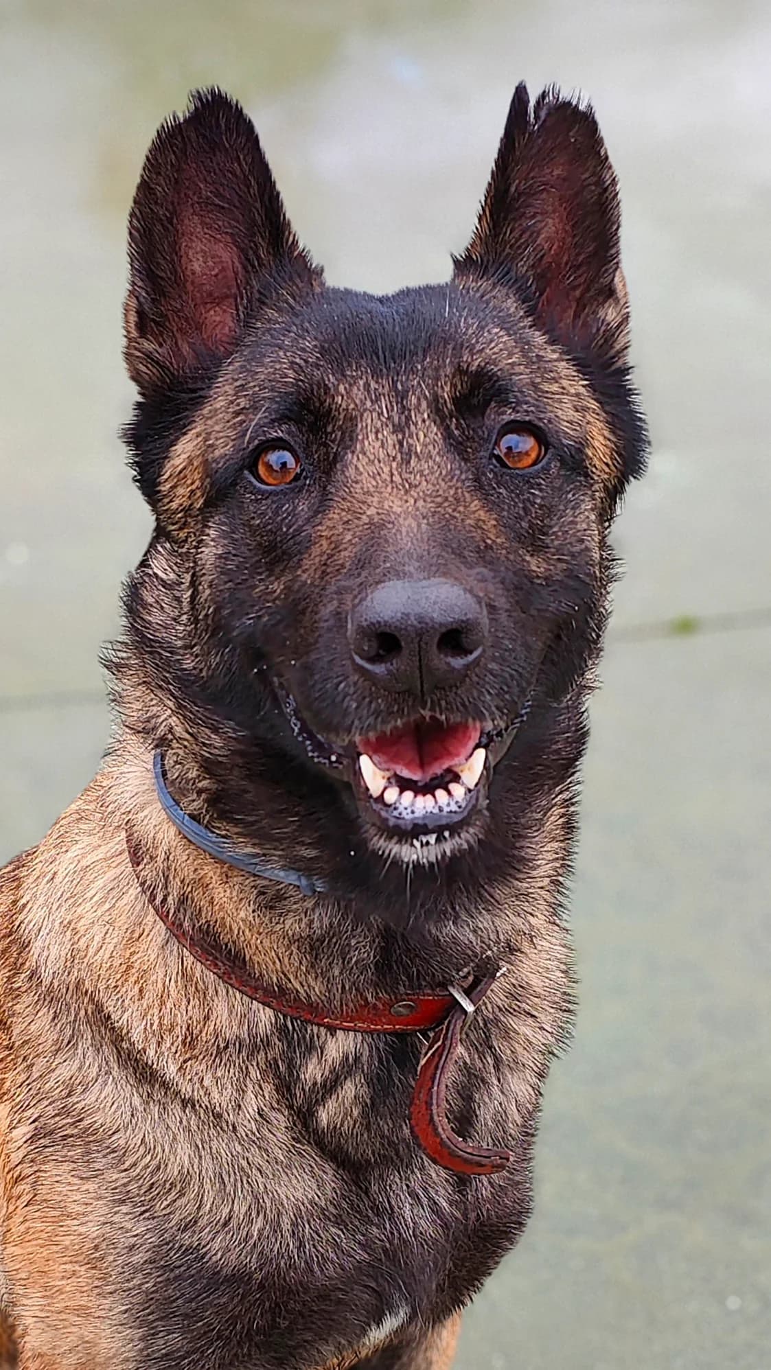 Kimera,  Belgian Malinois for adoption at Centro de Proteccion Animal de Madrid, Madrid