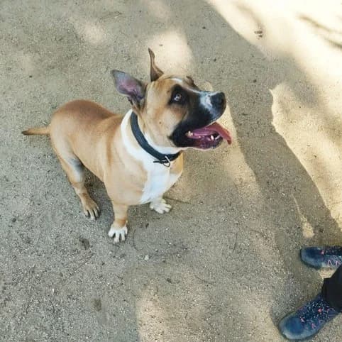 Teo,  American Staffordshire Terrier for adoption at Centro de Proteccion Animal de Madrid, Madrid