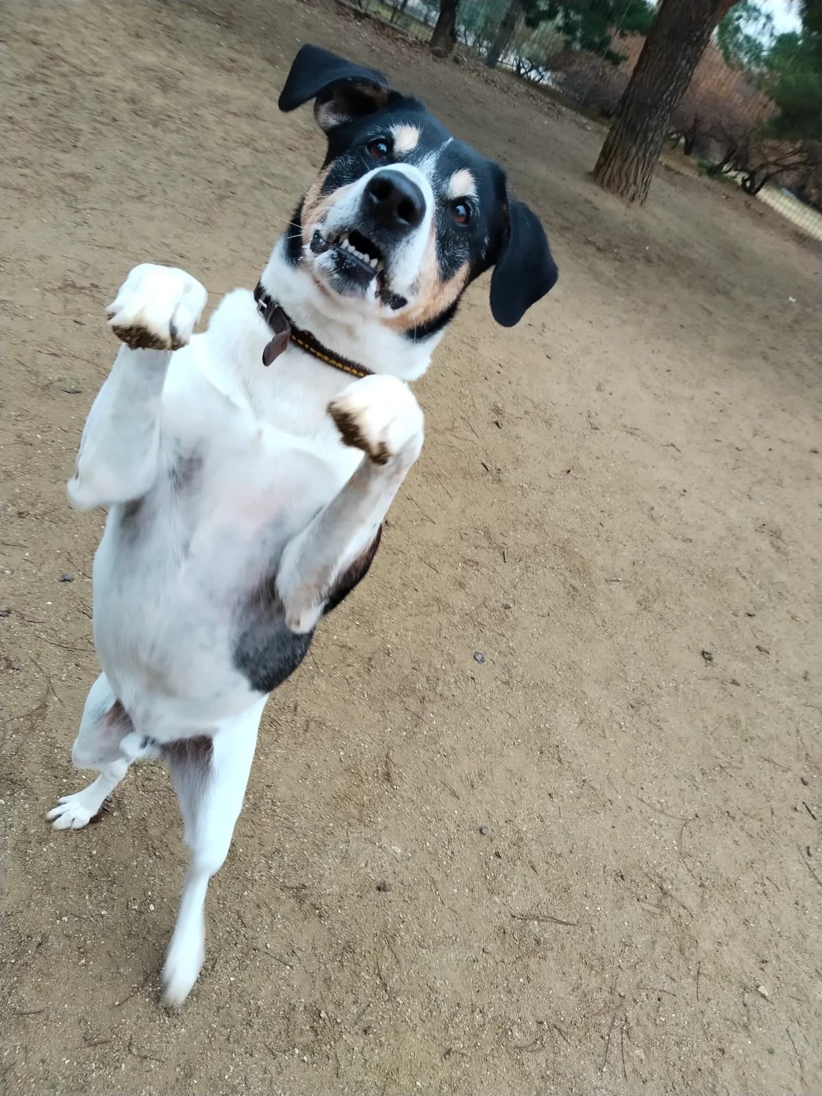 Flaco,  puppy Mixed Breed for adoption at Centro de Proteccion Animal de Madrid, Madrid