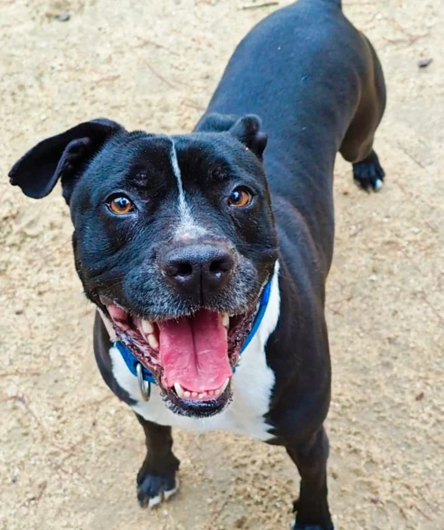 Melón,  young American Staffordshire Terrier for adoption at Centro de Proteccion Animal de Madrid, Madrid