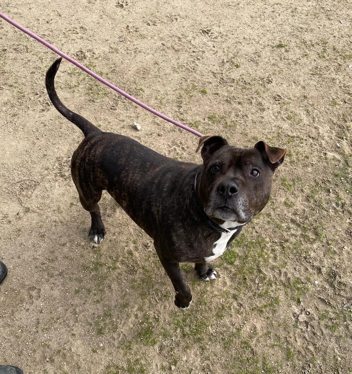 Krom,  senior Staffordshire Bull Terrier for adoption at Centro de Proteccion Animal de Madrid, Madrid